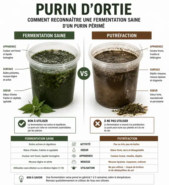 Infographie comparative entre un purin d'ortie sain et un purin d'ortie périmé pour le jardinage