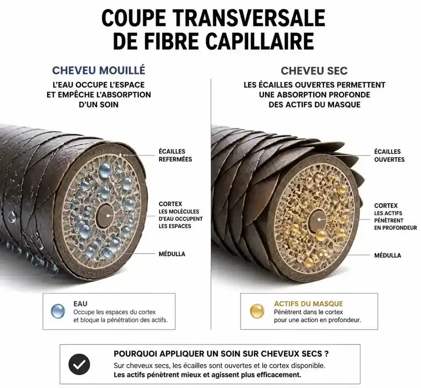 Infographie expliquant l'application d'un masque sur cheveux secs vs cheveux mouillés pour une meilleure absorption