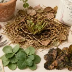 Faut il couper les feuilles des fraisiers avant l'hiver : sécateur et feuilles saines pour une bonne récolte