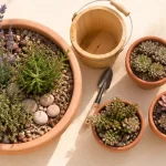Plantes plein soleil sans arrosage : lavande, romarin, thym en jardin sec en terre cuite