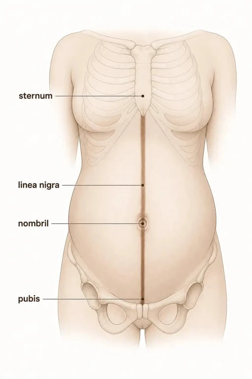 Trait de grossesse sur le ventre fille ou garçon : schéma de la linea nigra du pubis au sternum